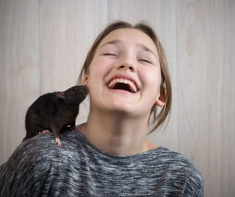 Why Does My Rat Lick Me? (All You Need to Know!) Animals HQ