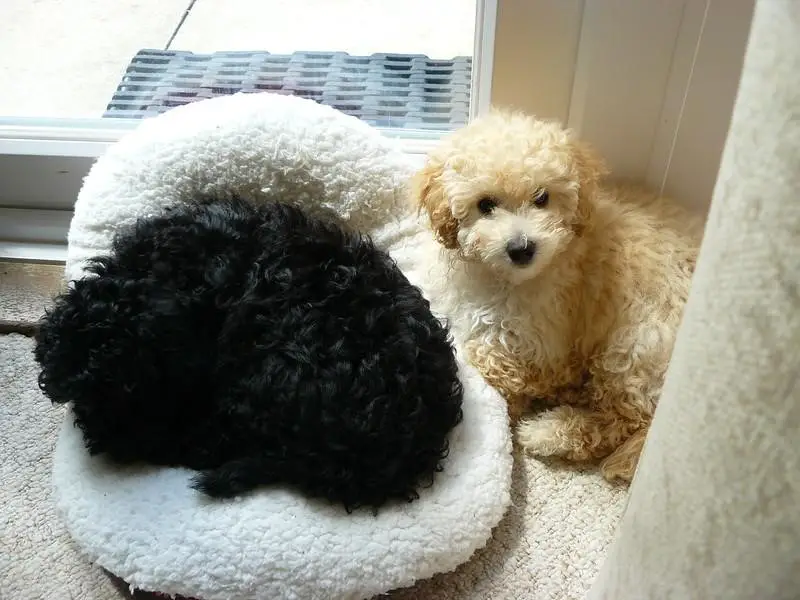 pregnant toy poodle