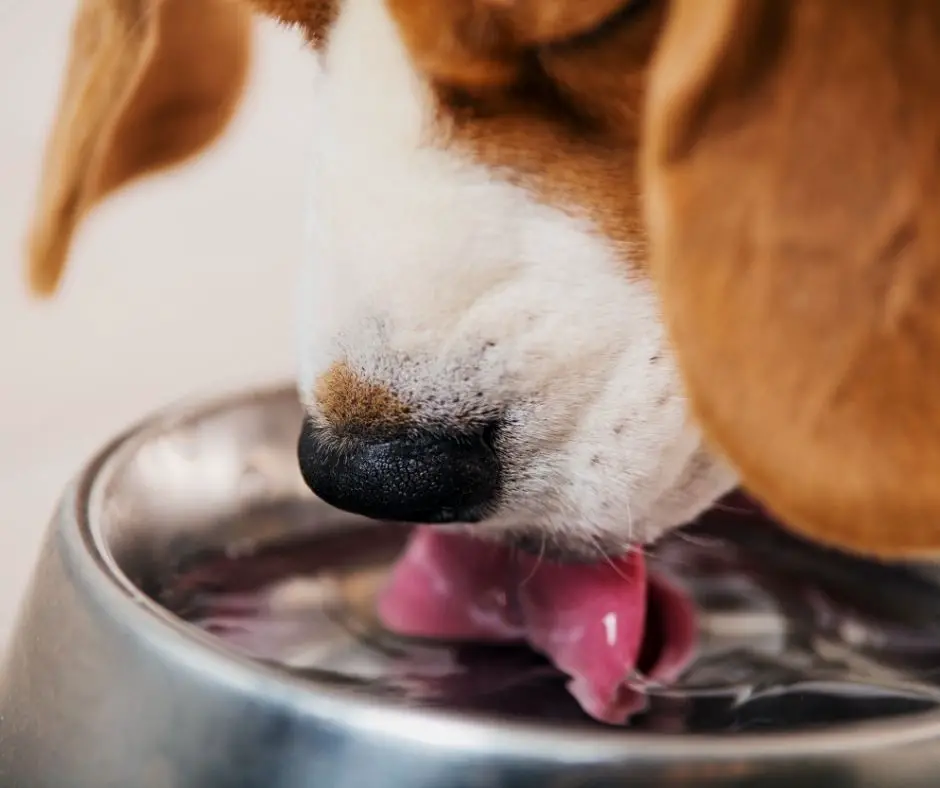 Why do dogs lick you after drinking water