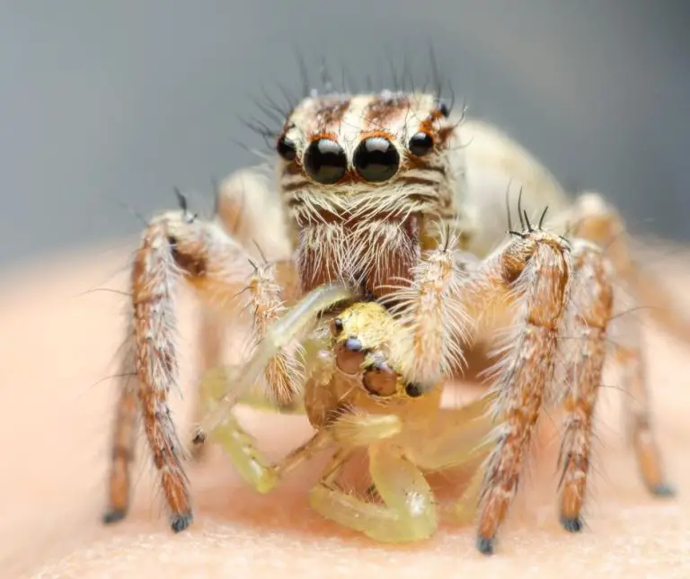 13 Natural Predators That Eat Spiders Animals HQ