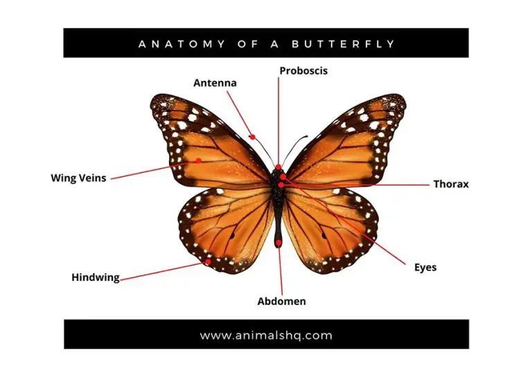 22 Different Types of Butterflies (Plus FAQ) Animals HQ