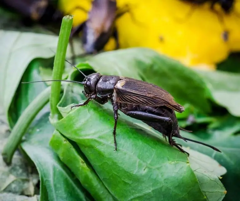 Collection 27+ Stock Images show me a picture of a cricket Sharp Collection 27+ Stock Images show me a picture of a cricket Sharp