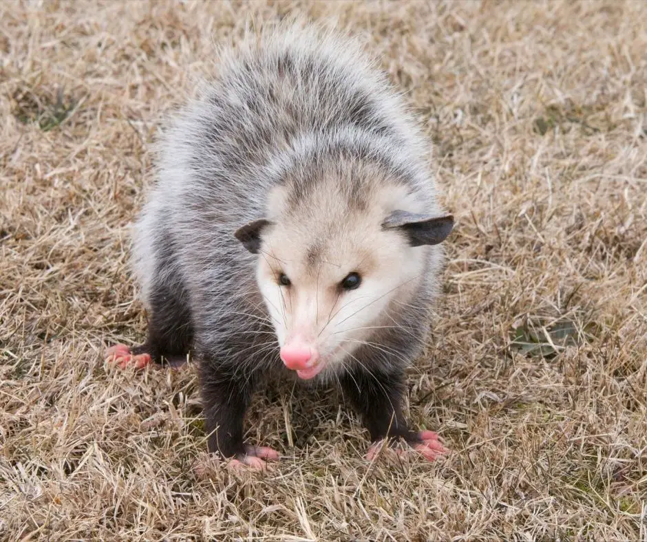 50 Different Types of Marsupials - Animals HQ