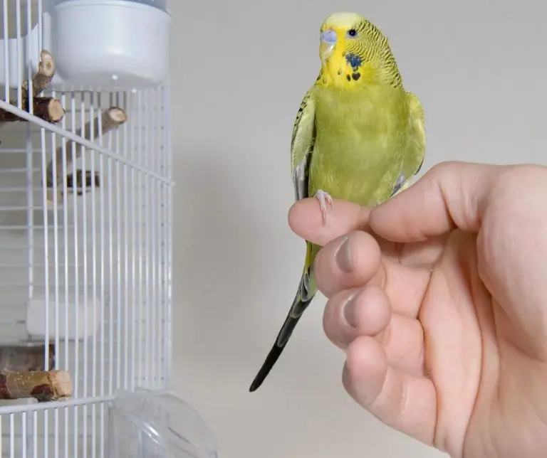 Why Is My Budgie Shaking? (Explained!) Animals HQ