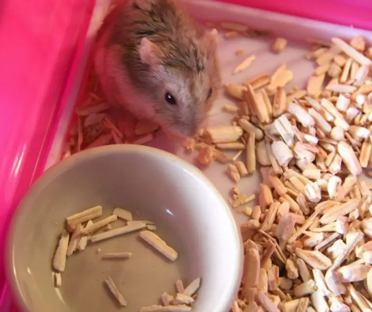 How Often To Clean A Hamster Cage (Read This First!) Animals HQ