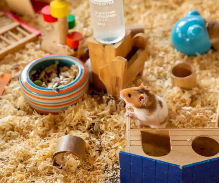 How Often To Clean A Hamster Cage (Read This First!) Animals HQ