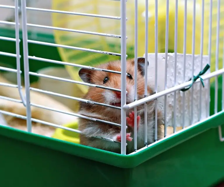 How Often To Clean A Hamster Cage (Read This First!) Animals HQ