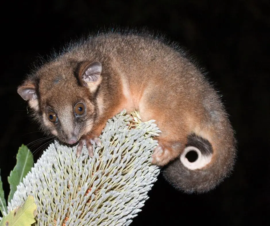 50 Different Types of Marsupials - Animals HQ