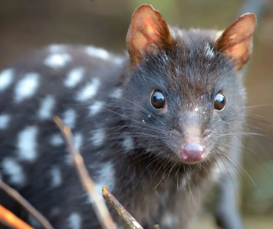 Marsupial Animals