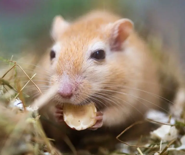 How To Make An Aquarium Into A Gerbil Cage (Great Tips!) Animals HQ