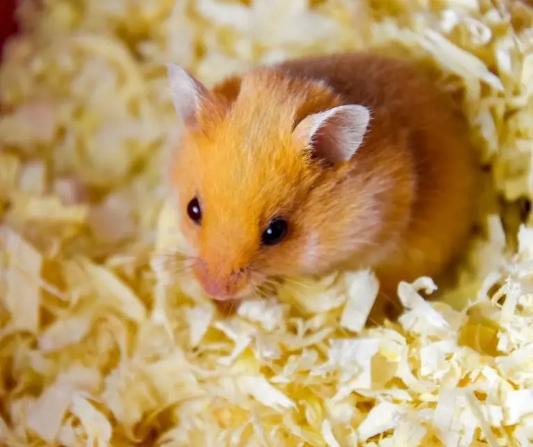 Does Bedding Keep Hamsters Warm (Great Tips!) Animals HQ