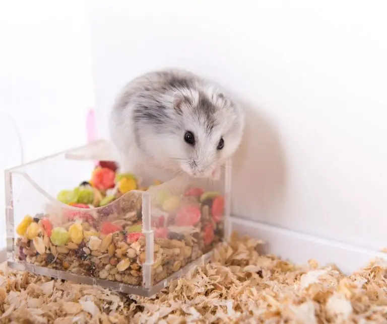Things I Wish I Knew Before Getting A Hamster (Explained!) - Animals HQ