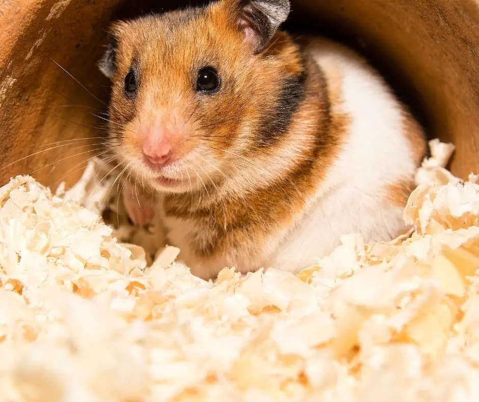 Do Hamsters Like Affection? (Explained!) - Animals HQ