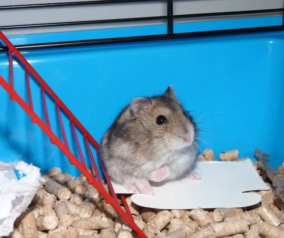 hamster cage smell