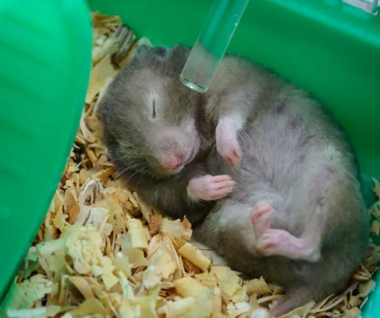 How Long Can A Hamster Go Without Food? (Explained!) Animals HQ