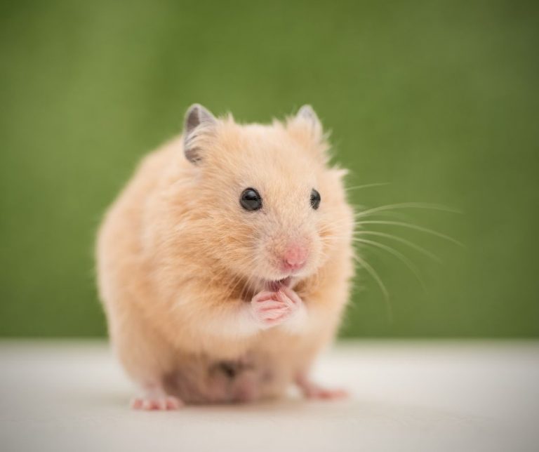 How To Get Your Hamster To Be Quiet At Night (Explained!) Animals HQ