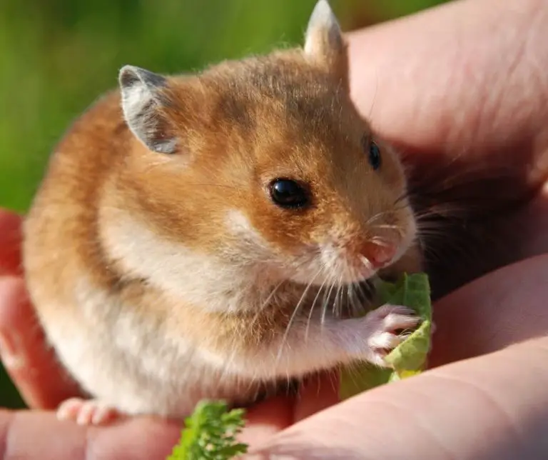 are hamsters active at night