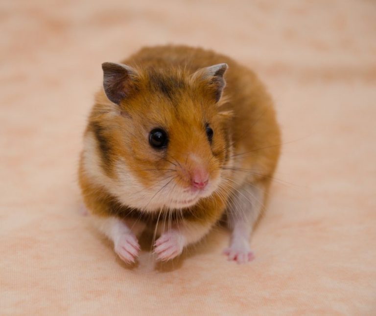 How To Make Your Hamster Smell Better (Great Tips!) Animals HQ