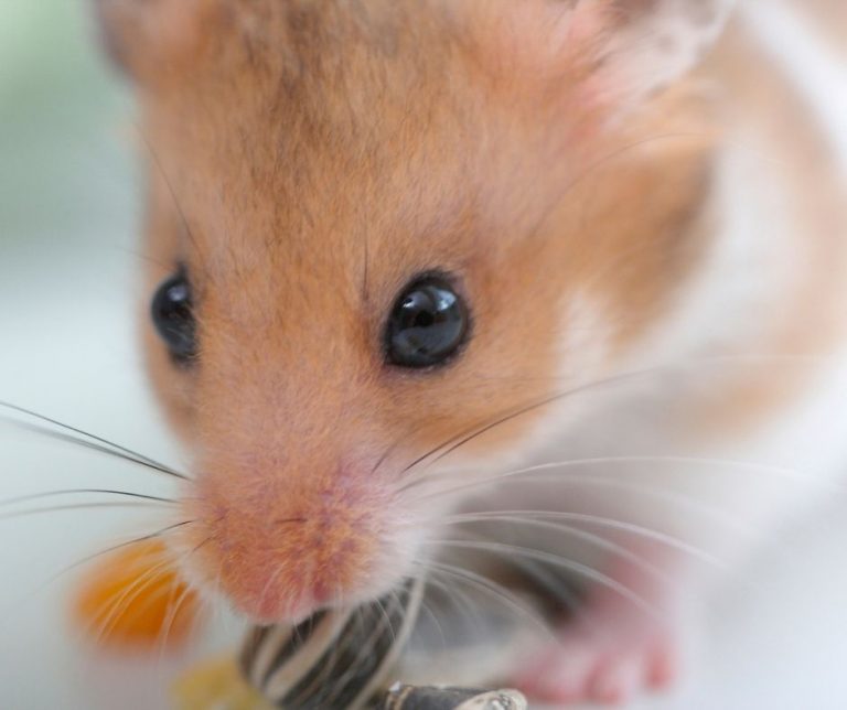 Why Is My Hamster Sneezing (Explained!) Animals HQ
