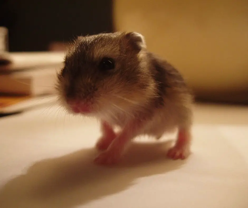 Why Do Some Hamsters Eat Their Babies? (Explained ...