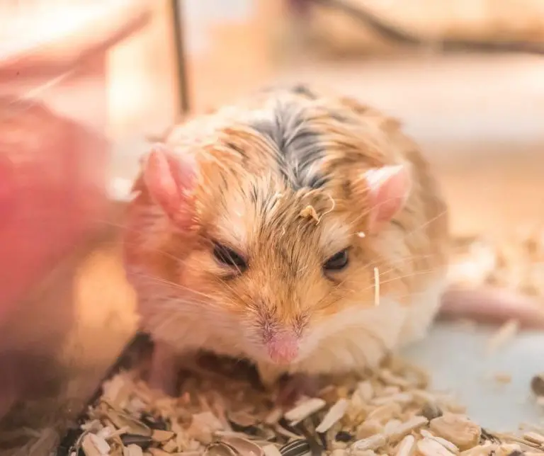 Do Hamsters Stink Up Your Room (Explained!) Animals HQ