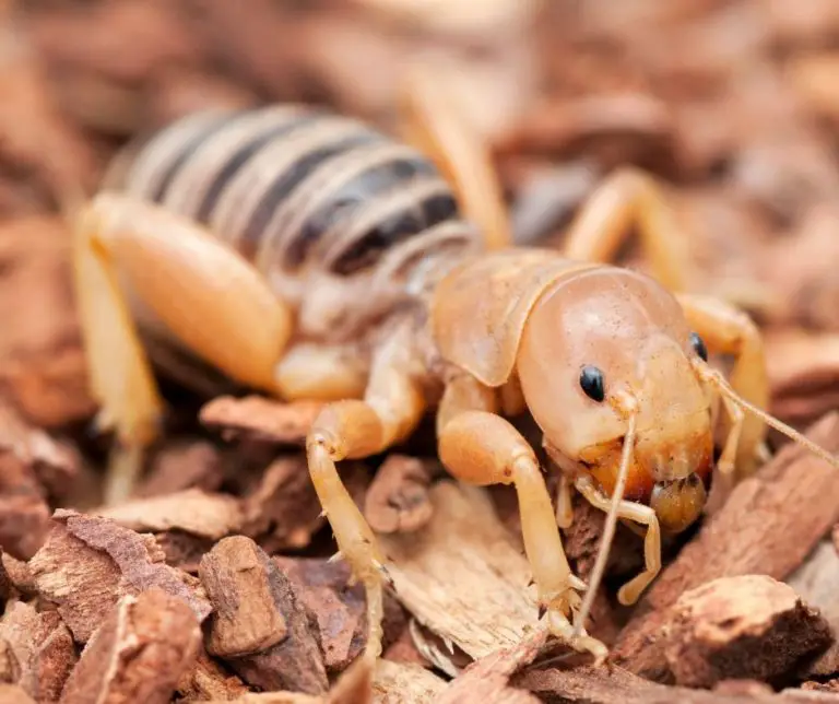 11 Different Types of Crickets (Plus FAQs) Animals HQ