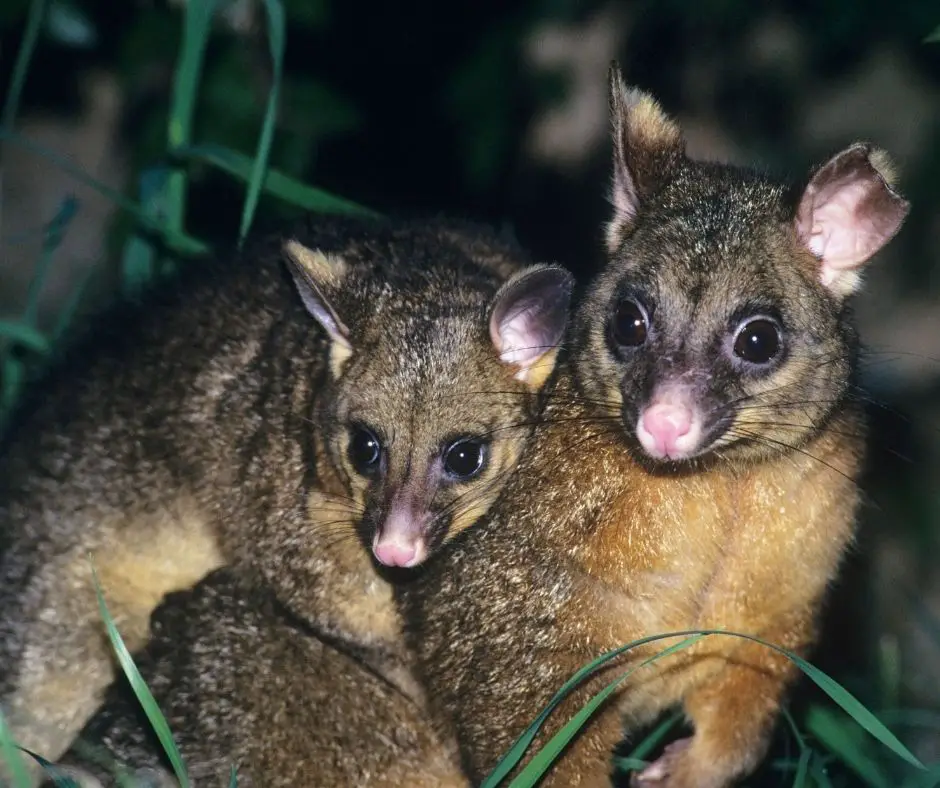 50 Different Types of Marsupials - Animals HQ