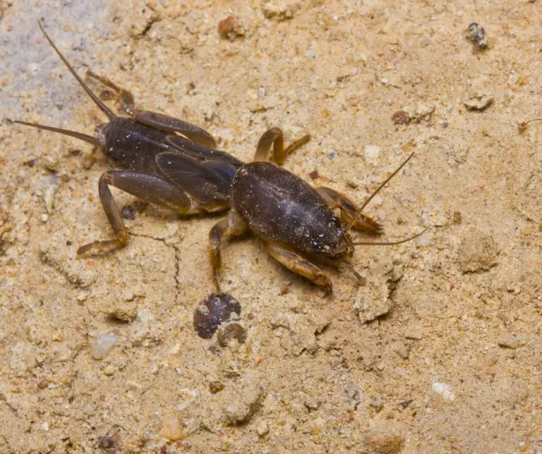 11 Different Types of Crickets (Plus FAQs) Animals HQ