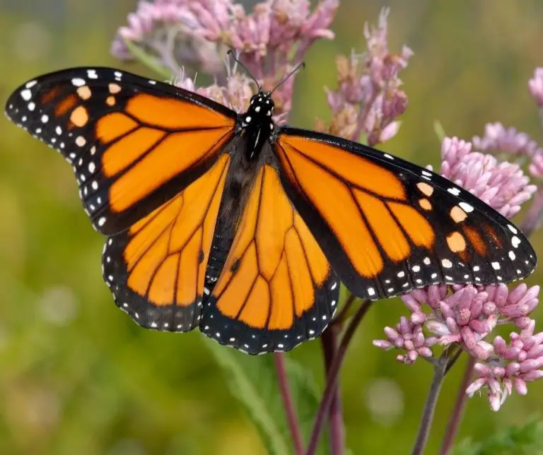22 Different Types of Butterflies (Plus FAQ) Animals HQ
