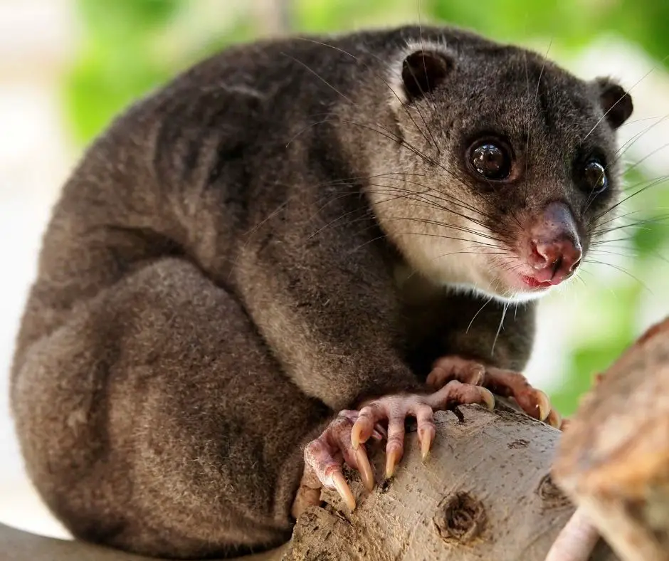 Marsupial Animals