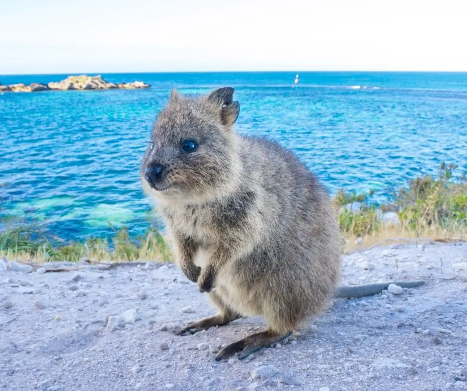 50 Different Types of Marsupials - Animals HQ