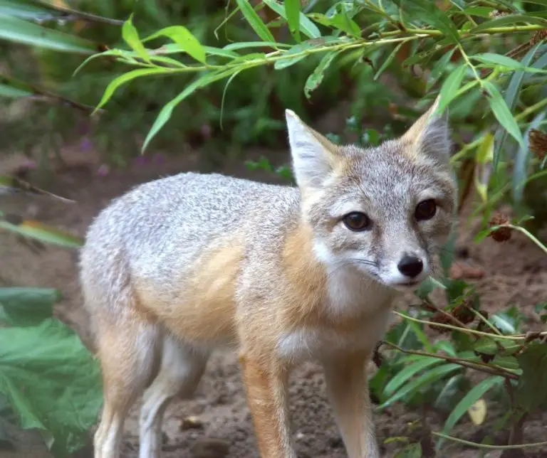 9 Different Types of Foxes (Plus Photos) - Animals HQ