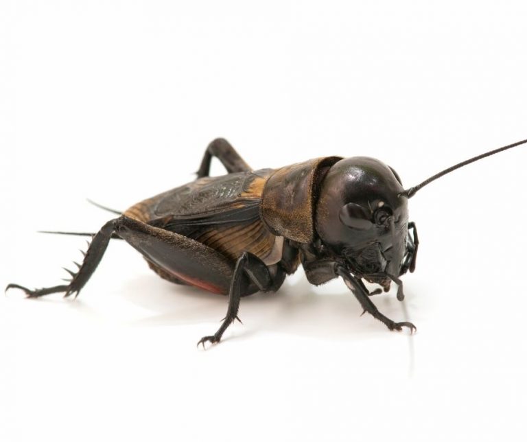 11 Different Types of Crickets (Plus FAQs) Animals HQ