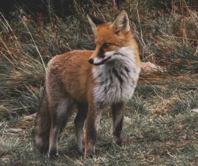 9 Different Types of Foxes (Plus Photos) - Animals HQ