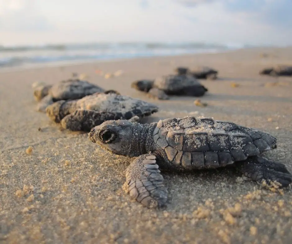 How Fast do Baby Turtles Grow? (Explained!) - Animals HQ