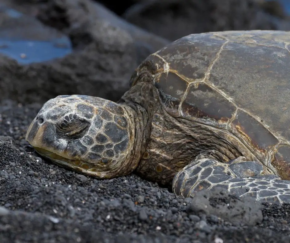 How Long Do Baby Turtles Sleep? (Explained!) - Animals HQ