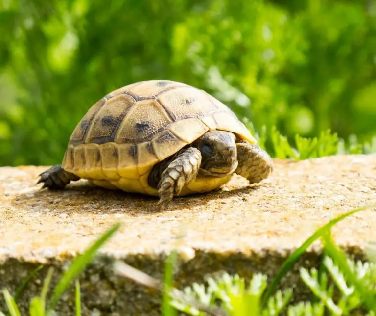 How Long Do Baby Turtles Sleep? (Explained!) Animals HQ