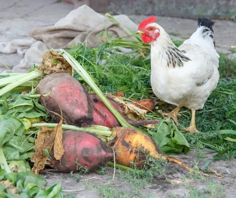 Can Chickens Eat Beets? (Explained!) Animals HQ