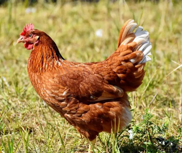 Can Chickens Eat Beets? (Explained!) Animals HQ