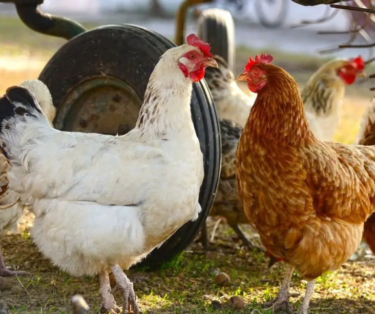 Can Chickens Eat Bananas All You Need To Know Animals HQ can-chickens-eat-bananas-all-you-need-to-know-animals-hq