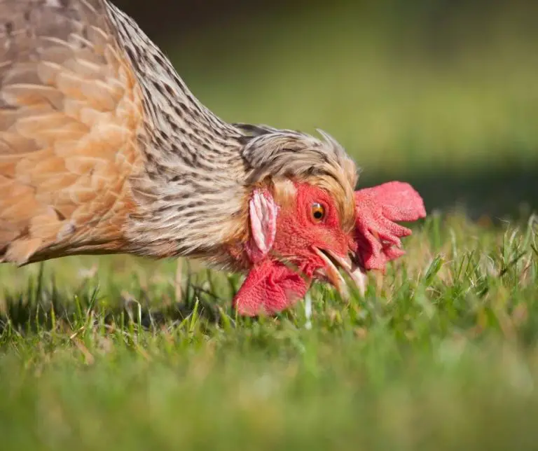 Can Chickens Eat Blackberries (Explained!) Animals HQ