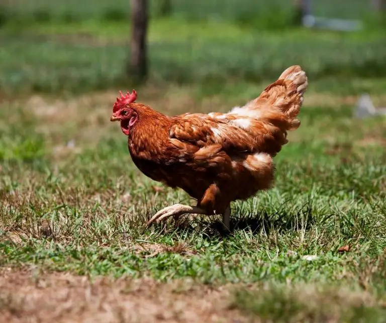 Can Chickens Eat Cherries? (Explained!) Animals HQ