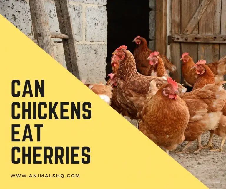 Can Chickens Eat Cherries? (Explained!) Animals HQ