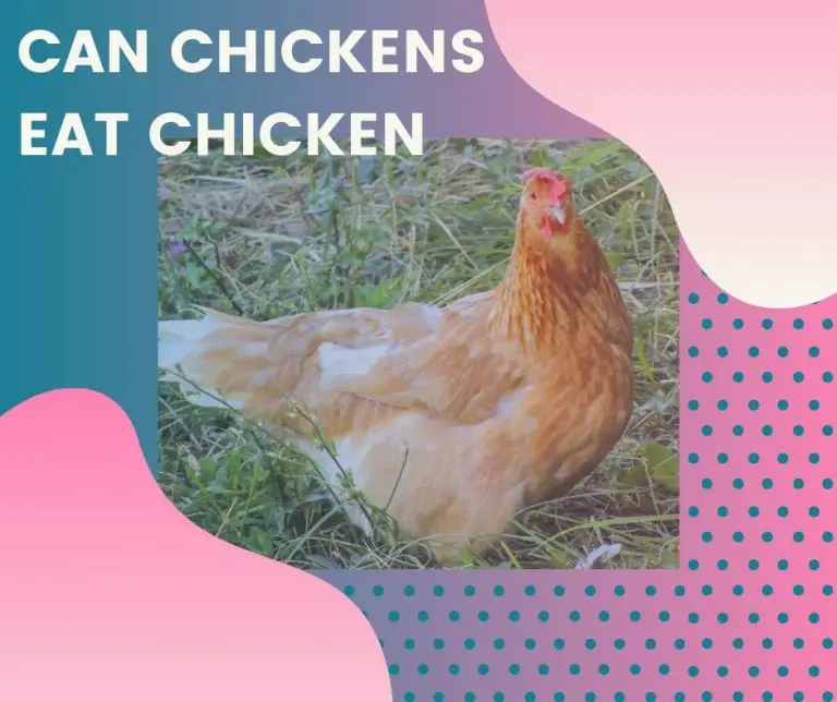 Can Chickens Eat Chicken? (Explained!) Animals HQ