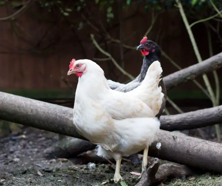 Can Chickens Eat Chocolate? (Explained!) Animals HQ