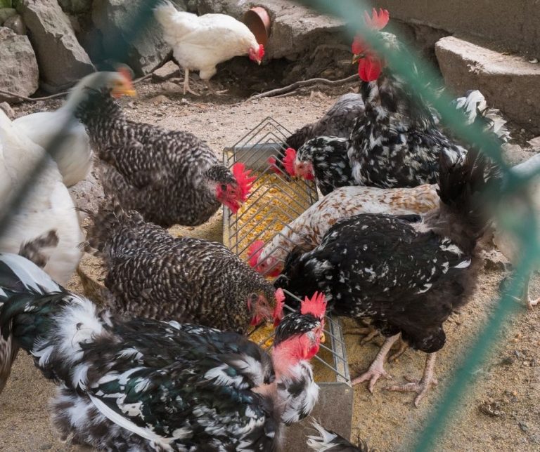 Can Chickens Eat Dandelions (Explained!) Animals HQ