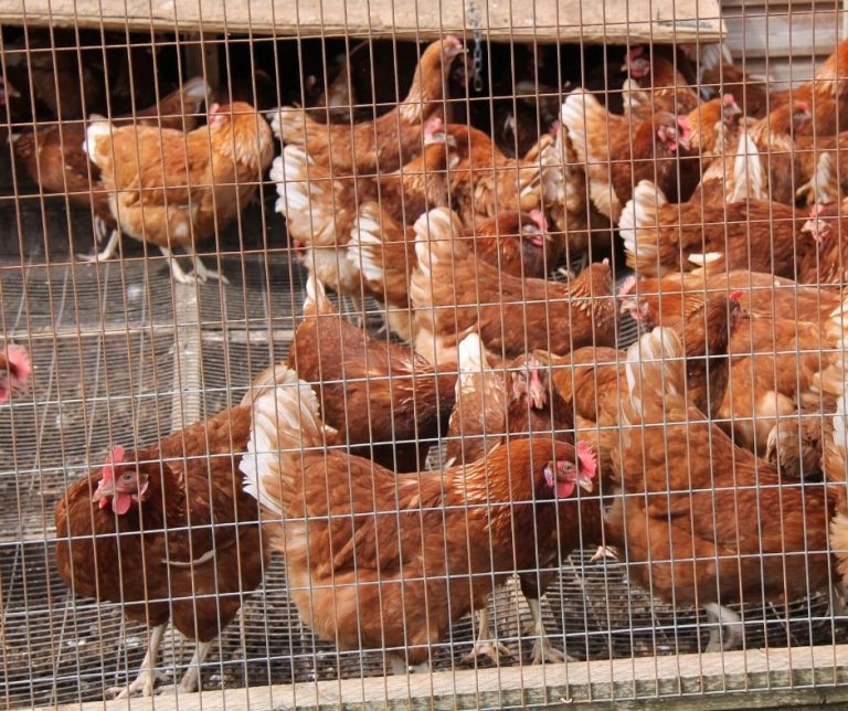 Can Chickens Eat Dandelions (Explained!) Animals HQ