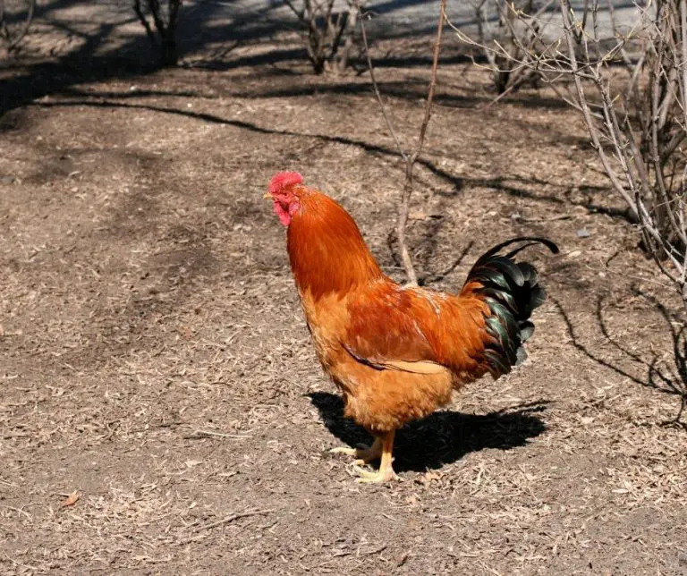 Can Chickens Eat Dandelions (Explained!) Animals HQ