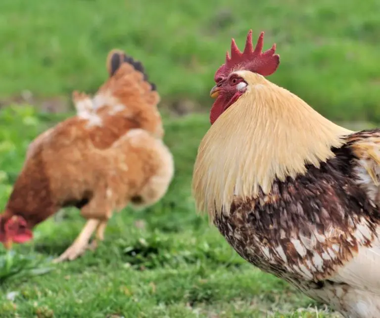 Can Chickens Eat Dog Food (Explained!) Animals HQ