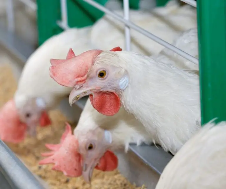 Can Chickens Eat Dog Food (Explained!) Animals HQ